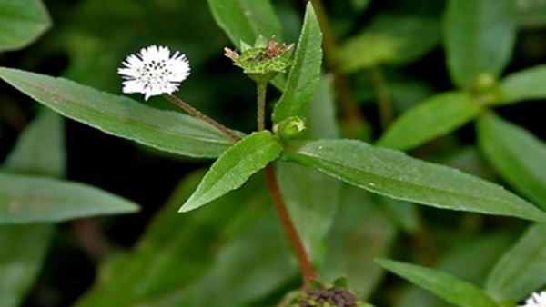 Mẹ có thể cho trẻ bị sốt uống nước hạ sốt